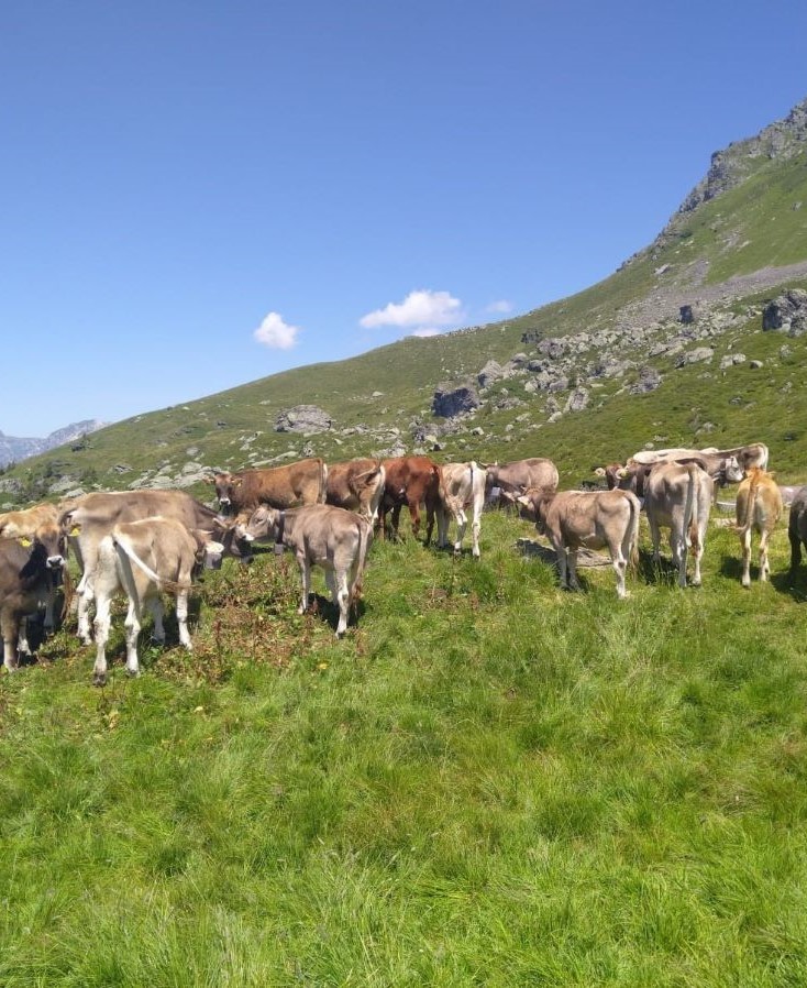 BIO Weiderinder auf der Glarner Alp im Jahr 2022